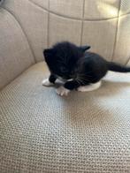 Katten, Dieren en Toebehoren, Katten en Kittens | Overige Katten, Meerdere dieren