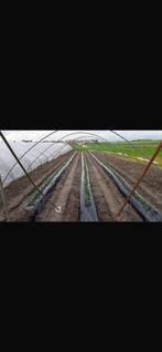 Tunnelbogen tunnelkas tuinkas, Ophalen of Verzenden, Glas, Aluminium