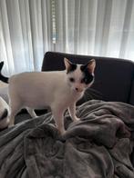 Coco en Chanel., Dieren en Toebehoren, Meerdere dieren, Gechipt, 0 tot 2 jaar