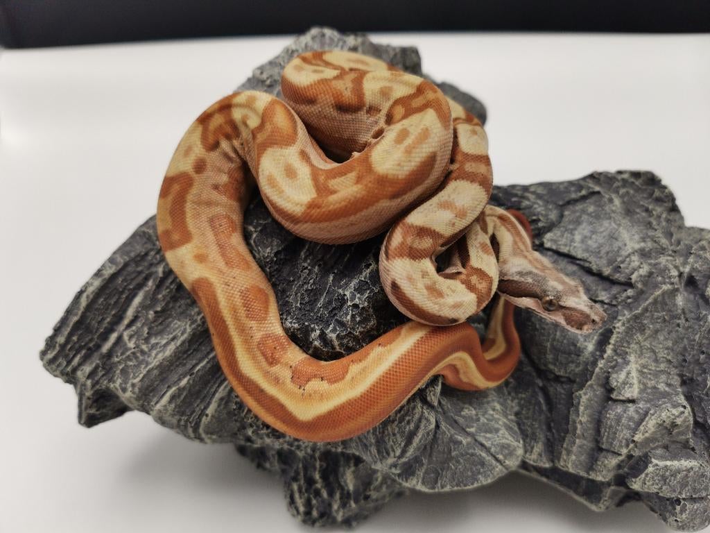 Boa : 0.1 hypo motley jungle het vpi Boa Constrictor - female for sale from Twan