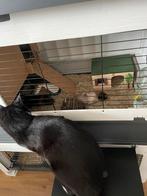 Konijnen kooi, Dieren en Toebehoren, Kooi, 75 tot 110 cm, Cavia, Ophalen