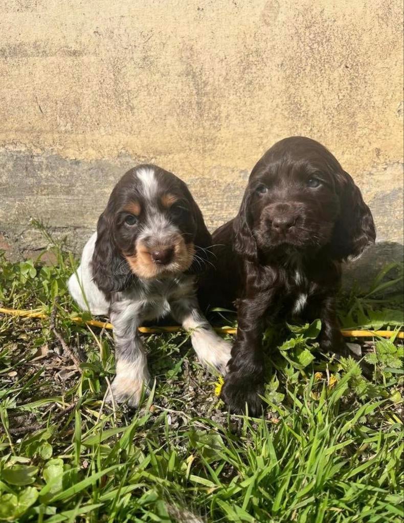 Gezocht Cocker Spaniël teefje., Dieren en Toebehoren, HCC (leverziekte), 8 tot 15 weken, Teef, Eén hond