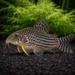 Corydoras Sterbai, Vis