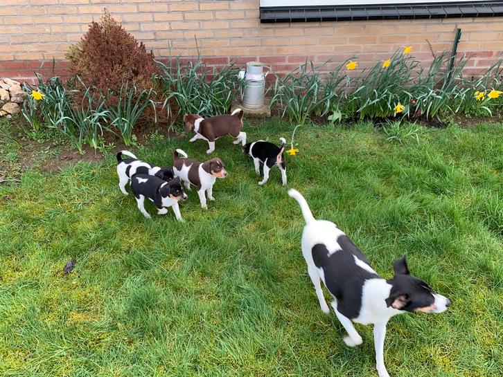 Mooie zuivere Boerenfox puppy’s 3kleur, Dieren en Toebehoren, Honden | Jack Russells en Terriërs, Meerdere dieren, Jack Russell Terriër