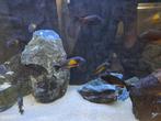 Tropheus Kasakawale en Red chimba f1, Vis, Zoetwatervis, Schoolvis