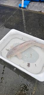 Vijver vissen, Goudvis(sen)