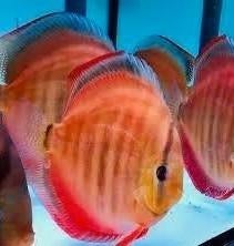 San Merah Discus - ca 12 cm - Koidream Valburg, Dieren en Toebehoren, Vissen | Aquariumvissen, Vis, Zoetwatervis