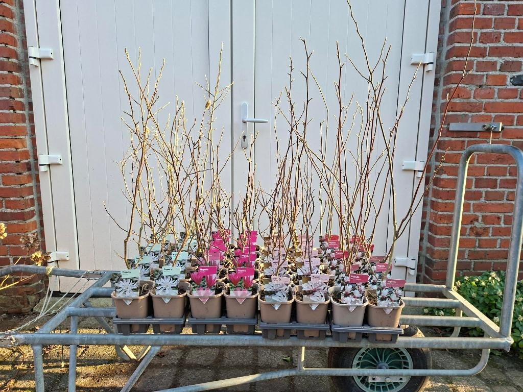 Diverse soorten Magnolia (beverboom) in pot!, Ophalen, Overige soorten, Minder dan 100 cm