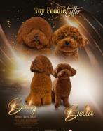 Verwacht: toypoedel pups Nederland, Dieren en Toebehoren, Poedel, 8 tot 15 weken, Parvo, Meerdere