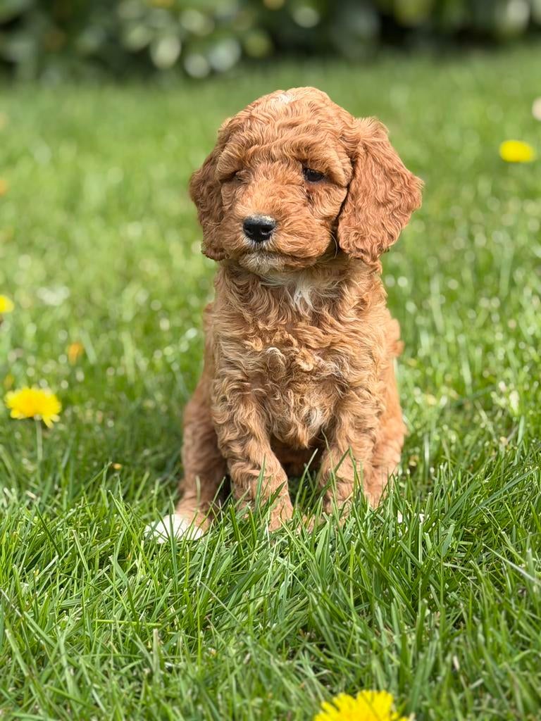 Mini Australian Labradoodle, Dieren en Toebehoren, Overige rassen, 8 tot 15 weken, Teef, Parvo