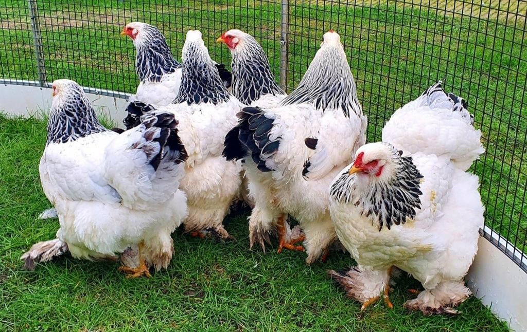 Te koop brahma hennen columbia, Dieren en Toebehoren, Pluimvee, Vrouwelijk, Kip