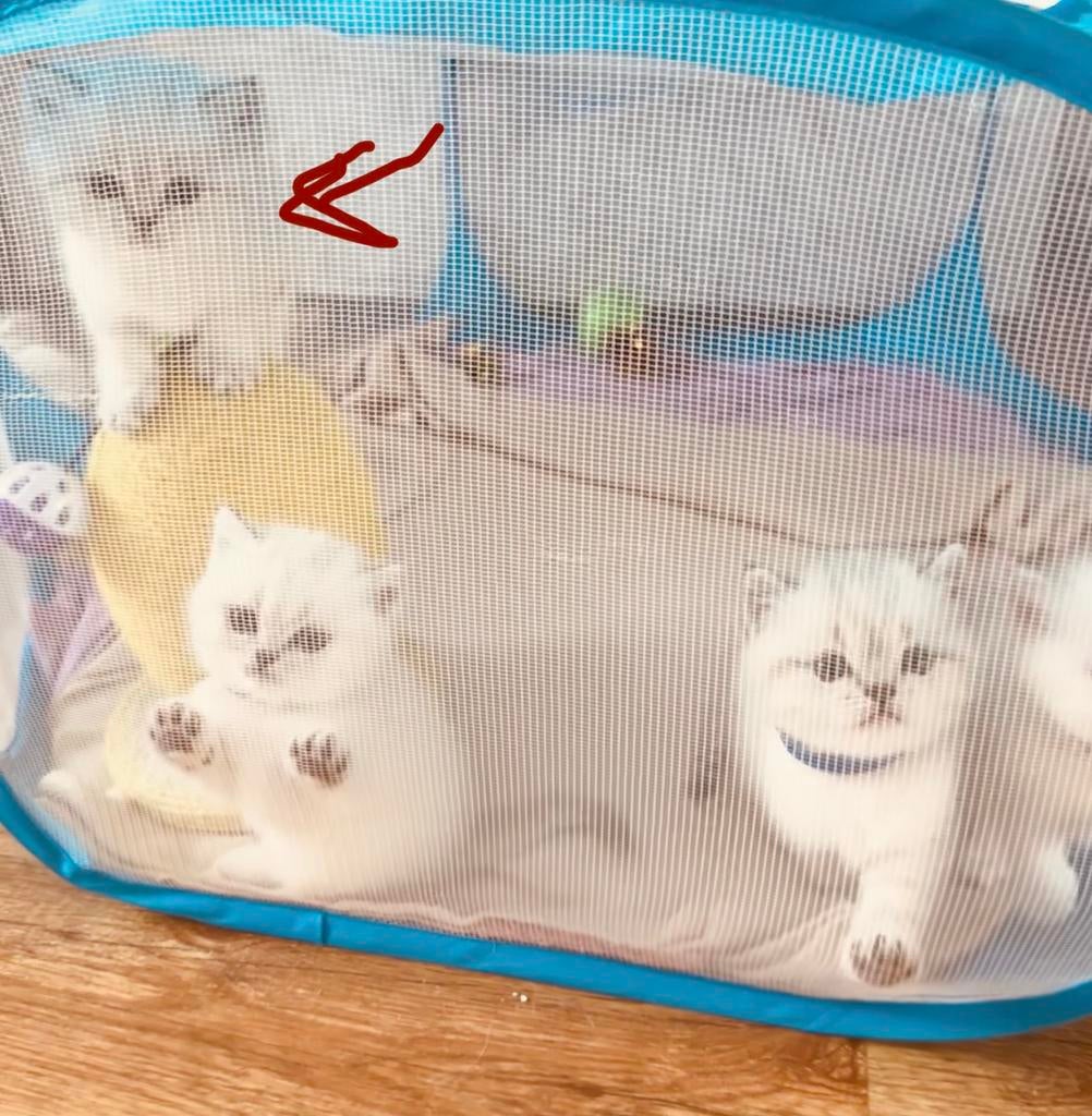 (BKH) kittens, Ophalen, Zo goed als nieuw, Overig speelgoed