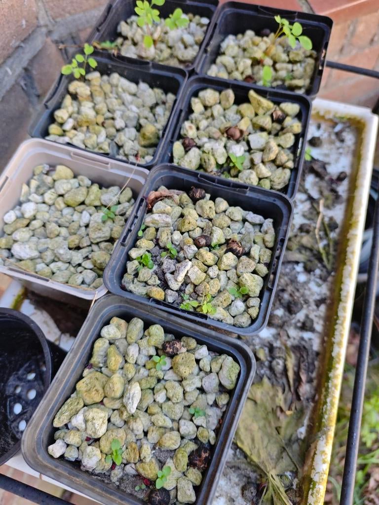 Perliet GRATIS AFHALEN, Tuin en Terras, Grind, Keien en Split, Ophalen of Verzenden
