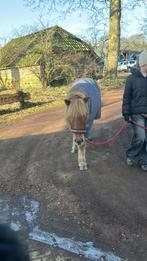 Verzorgpony GEZOCHT/ verzorger aangeboden, Dieren en Toebehoren, Paarden en Pony's | Verzorgingsproducten, Ophalen, Nieuw