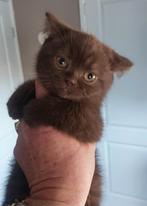 Brits korthaar kittens, Dieren en Toebehoren, Katten en Kittens | Overige Katten, Meerdere dieren