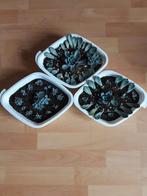 Succulenten stekjes in bakjes - Echeveria, Tuin en Terras, Planten | Tuinplanten, Volle zon, Vaste plant, Bloeit niet, Ophalen