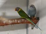 0-1 Blauwe prachtrosella, Meerdere dieren, Parkiet, Geringd