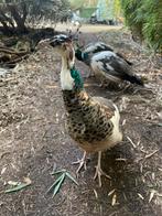 Bonte tamme pauwen van 2025, Dieren en Toebehoren, Meerdere dieren, Overige soorten