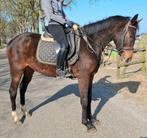 Brave talentvolle 6 jr allrounder 1,62 mtr-recr-manege-sport, Merrie, 3 tot 6 jaar, 160 tot 165 cm, Recreatiepaard