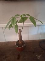Kleine Pachira Aquatica (Geldboom) in pot, Ophalen, Overige soorten, Halfschaduw, In pot