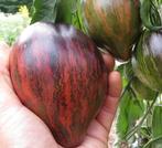 Rebel Starfighter Prime Tomatenzaden zaad tomaat, Tuin en Terras, Bloembollen en Zaden, Ophalen of Verzenden, Volle zon