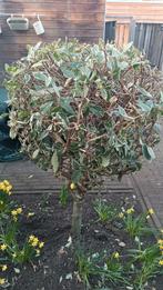 Bonte Portugese laurier!, Herfst, Halfschaduw, 100 tot 250 cm, Overige soorten