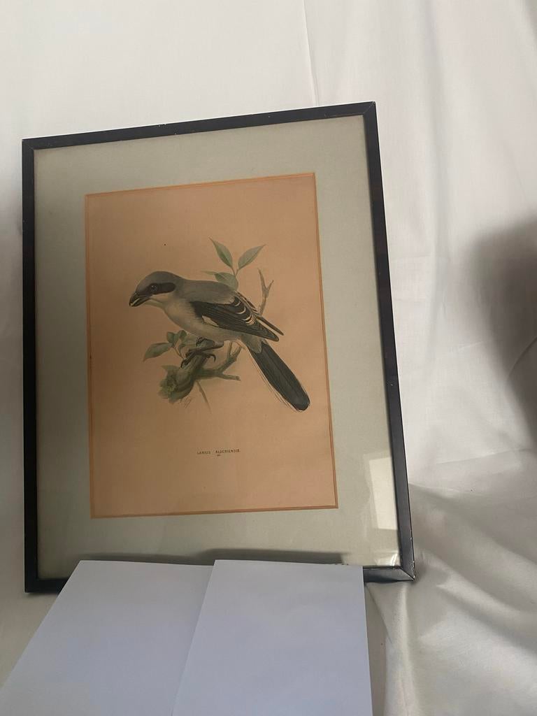 Originele Litho Klapekster H.E. Dresser The Birds of Europe, Ophalen of Verzenden