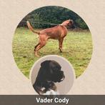 Schitterende Boxer pups geboren! 3 reutjes, 2 teefjes vrij🥰, Dieren en Toebehoren, Parvo, Overige rassen, 8 tot 15 weken, Meerdere