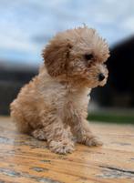 🥰Super vrolijke medium golden doodle x toy poedel pups🥰, Dieren en Toebehoren, Parvo, Overige rassen, 8 tot 15 weken, Meerdere