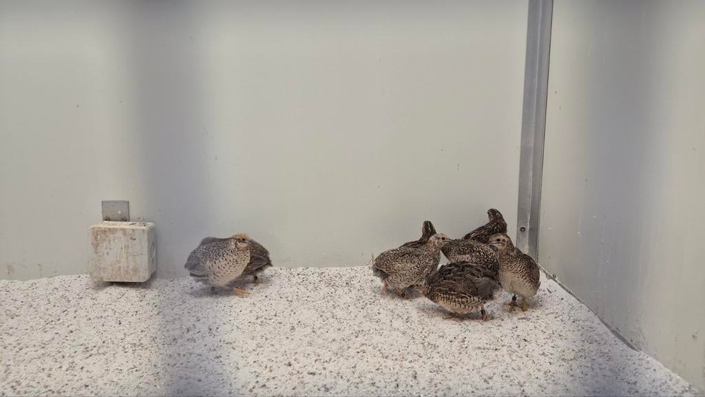 Chinese Dwergkwartels – Zuiver natuurbroed | Mannen & pop, Meerdere dieren, Geringd