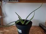 Aloë Vera plant - Geneeskrachtige en decoratieve plant, Ophalen, Vaste plant, Overige soorten, Halfschaduw