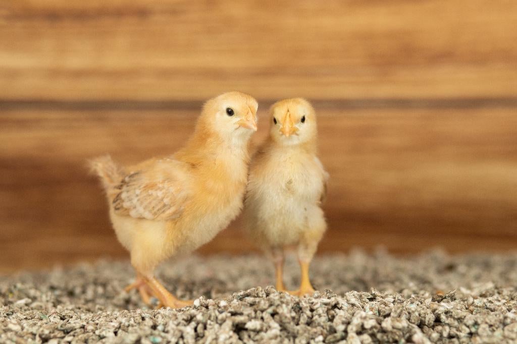 New Hampshire groot kippen kuikens | Gesekst en Ingeënt, Vrouwelijk, Kip