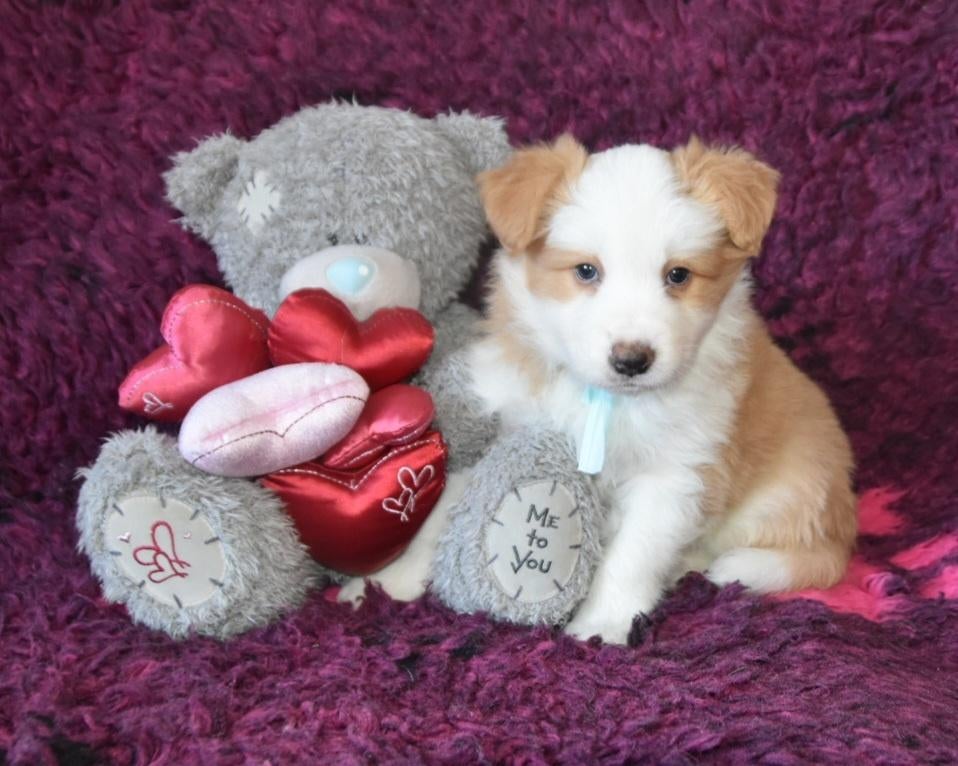 border collie reutje ee-red beschikbaar, Reu, 8 tot 15 weken, Collie, Eén hond