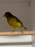 Te koop Timbrado kanaries, Dieren en Toebehoren, Vogels | Kanaries, Mannelijk, Zangkanarie