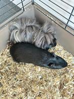 2 cavia’s inclusief kooi, Dieren en Toebehoren, Mannelijk, Tam, Maart, Cavia