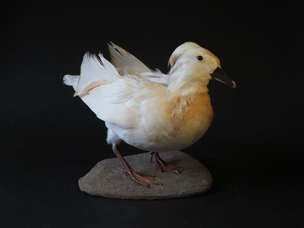 Opgezette Mandarijneend Albino, Ophalen of Verzenden, Nieuw, Vogel, Opgezet dier