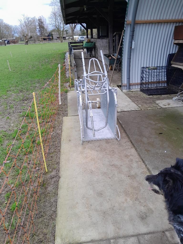 Kantelbox voor schapen, Vrouwelijk, Schaap