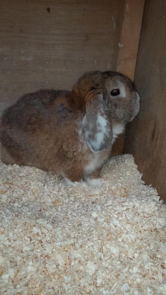 Hangoor konijn, Dieren en Toebehoren, Konijnen, Mannelijk, Dwerg, Hangoor