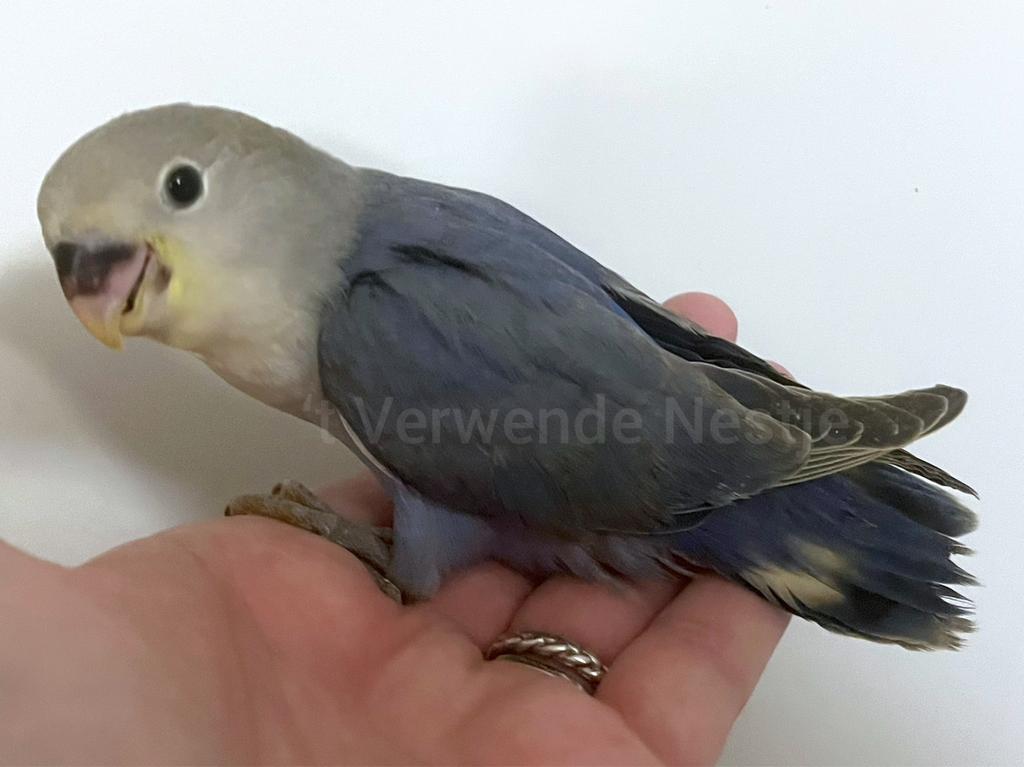 Tam ziektevrij getest Agapornis Roseicollis mannetje, Mannelijk, Dwergpapegaai of Agapornis, Geringd