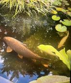 Koi karper, windes, steuren en vijverbenodigdheden te koop, Karper of Koi