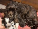 engelse cocker spaniel pups, Dieren en Toebehoren, Honden | Retrievers, Spaniëls en Waterhonden, 8 tot 15 weken, Meerdere, Meerdere dieren