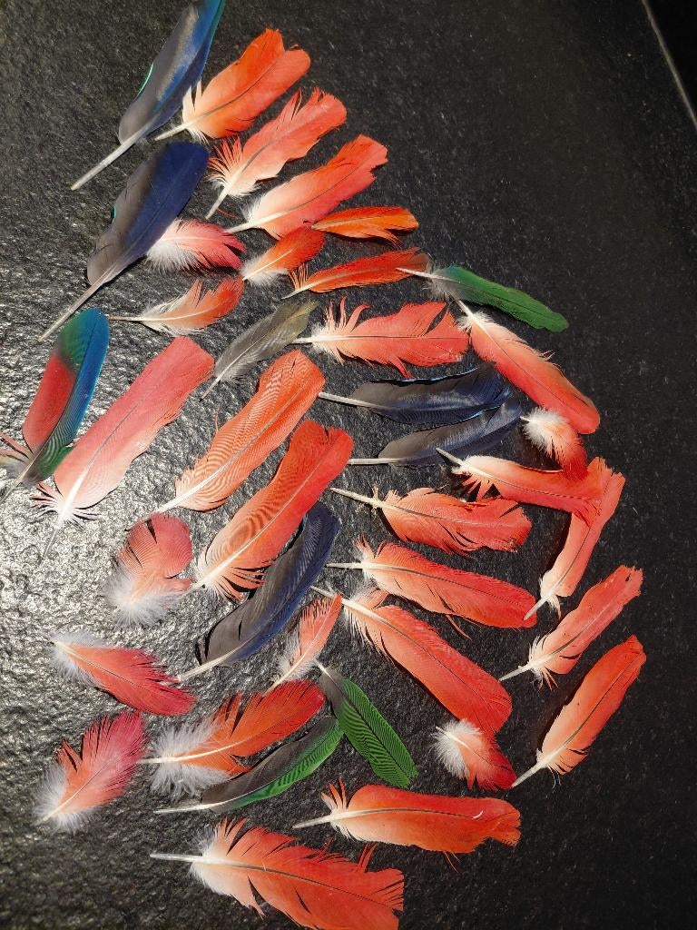 100 vogel/papegaaien-veren/veertjes., Hobby en Vrije tijd, Knutselen, Ophalen of Verzenden, Nieuw