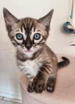 Nog 2  Snow Mink Bengaal Katers beschikbaar met Stamboom, Dieren en Toebehoren, Meerdere dieren, 0 tot 2 jaar