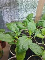 Antroewa plantjes - biologische planten voor uw moestuin, Volle zon, Groenteplanten, Eenjarig, Ophalen of Verzenden