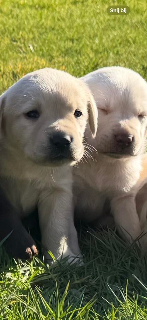 Lieve knappe labrador pups te koop, 8 tot 15 weken, Labrador retriever, Meerdere, Meerdere dieren