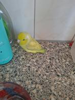 Tamme forpus van 19 weken oud., Dieren en Toebehoren, Geslacht onbekend, Dwergpapegaai of Agapornis