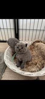 Britse korthaar kittens, Dieren en Toebehoren, Katten en Kittens | Raskatten | Korthaar, Meerdere dieren, Ontwormd