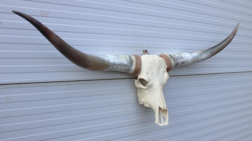 Grote schedel TEXAS STYLE LONGHORN 149 cm - ref. E, Verzamelen, Dierenverzamelingen, Ophalen, Nieuw, Boerderijdier, Schedel
