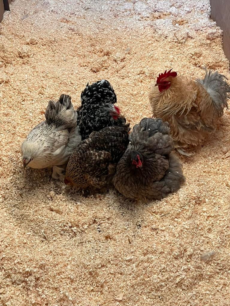 Broedeieren cochin, Dieren en Toebehoren, Pluimvee, Meerdere dieren, Kip