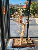 javaboom, papagaaiboom, Dieren en Toebehoren, Mannelijk, Parkiet